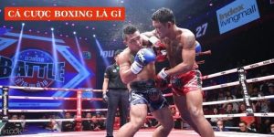 Cá cược boxing